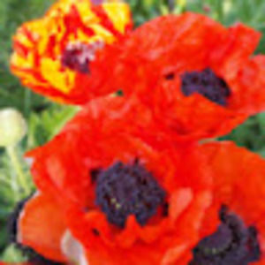 Meet your Posher, Michele